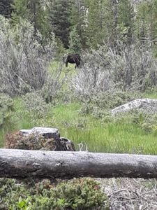 A moose on the way to Cascade